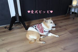 愛犬